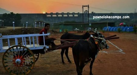 Bull-Cart at Pawna Camping.